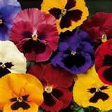 VIOLA DEL PENSIERO GIGANTE SVIZZERA ROSSO CARDINALE GR.5